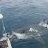 great white 
